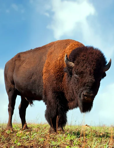 Download Buffalo and Bison Sounds Terbaru – Nada Dering Gratis description image 1